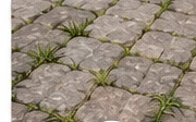 Paver joints with weed growth